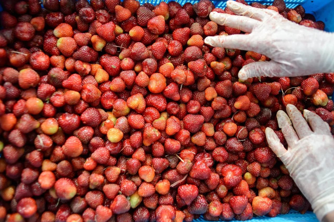 Ile można zarobić na zbieraniu truskawek w Polsce i za granicą?